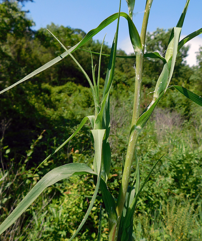 Изображение особи Tragopogon dasyrhynchus.