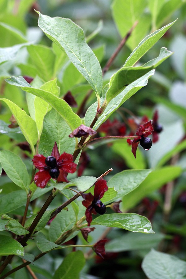 Image of Lonicera involucrata specimen.