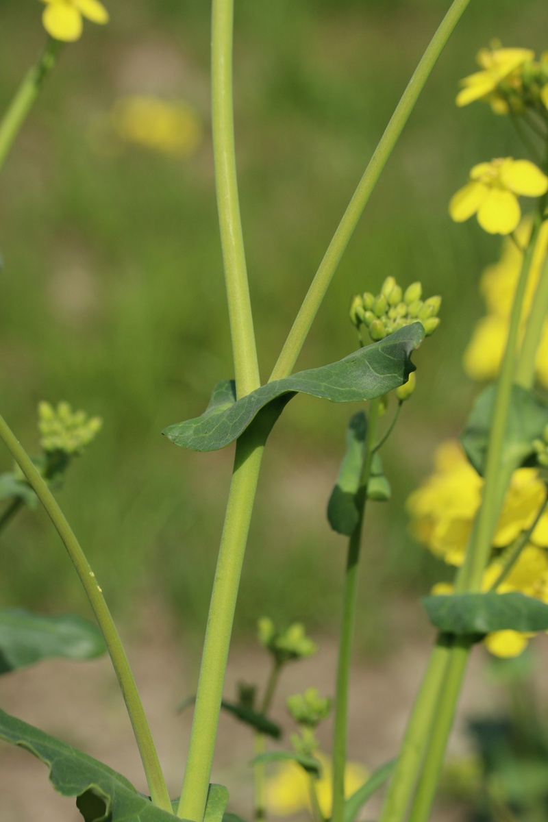 Изображение особи Brassica campestris.