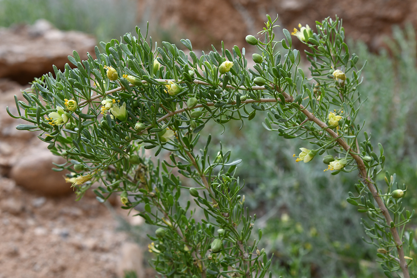 Image of Zygophyllum ferganense specimen.