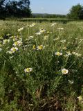 Anthemis ruthenica. Цветущие растения. Ростовская обл., Усть-Донецкий р-н, окр. хут. Ольховской, песчаный берег р. Сухой Донец. 03.06.2023.