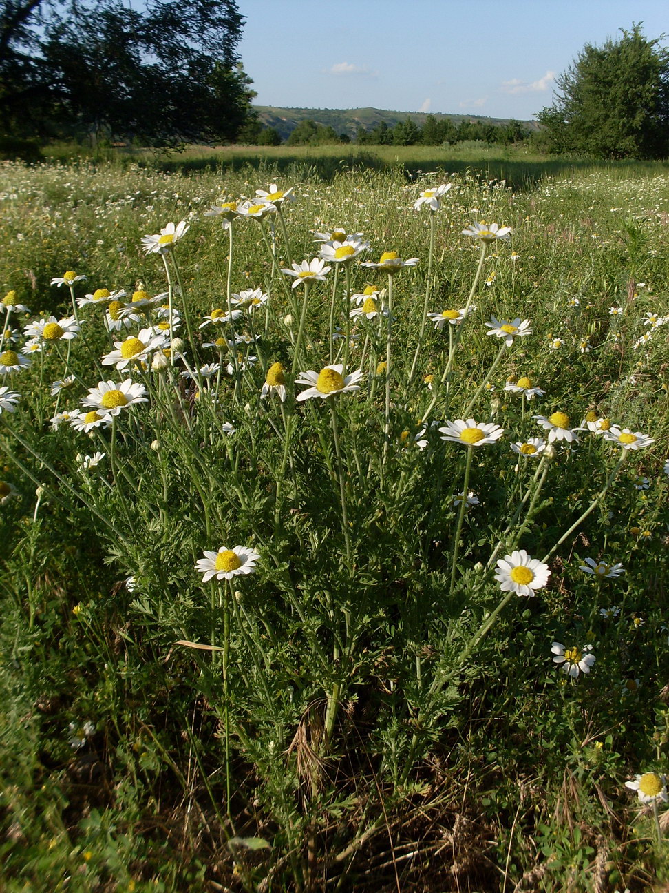 Image of Anthemis ruthenica specimen.