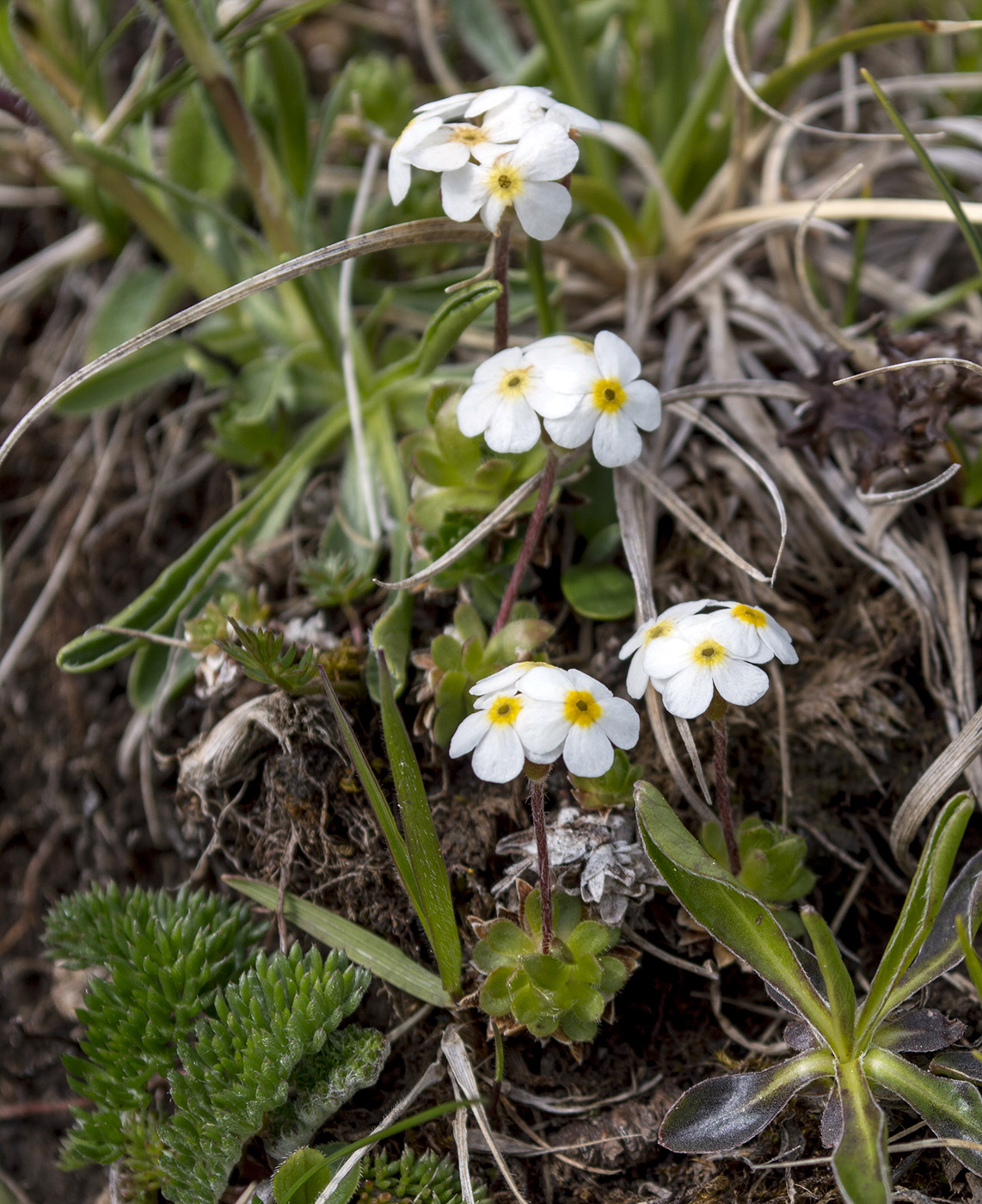 Image of Androsace lehmanniana specimen.