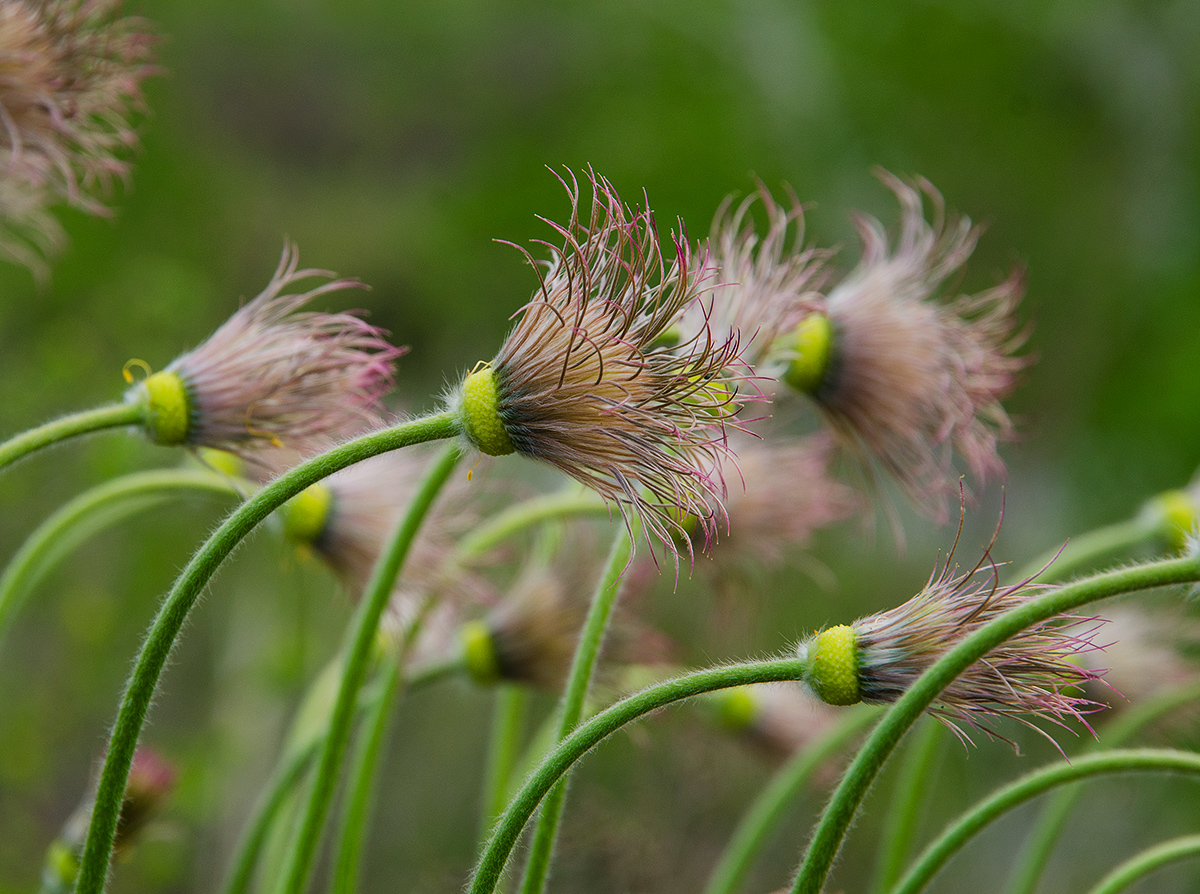 Изображение особи род Pulsatilla.