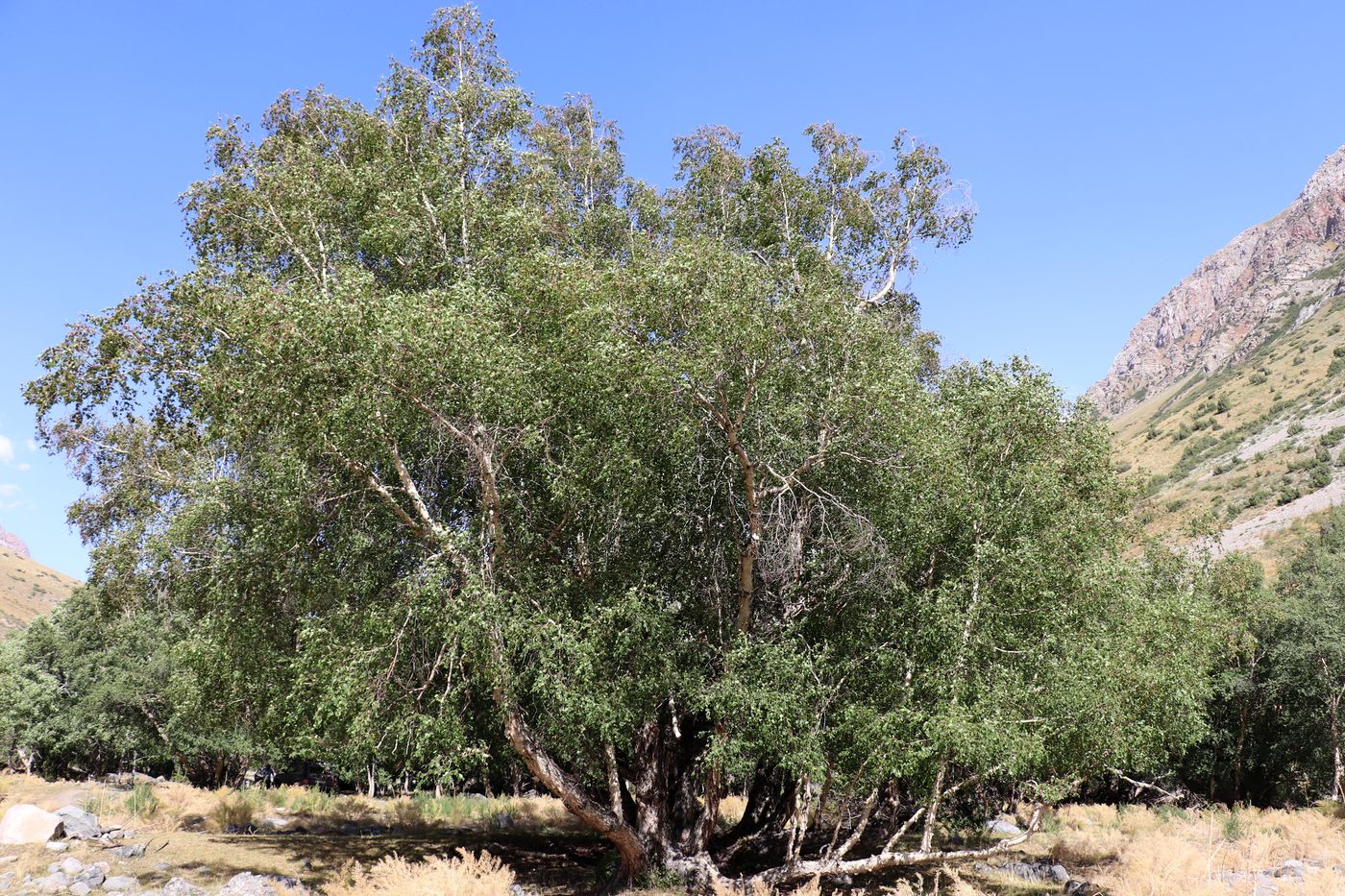 Image of Betula tianschanica specimen.