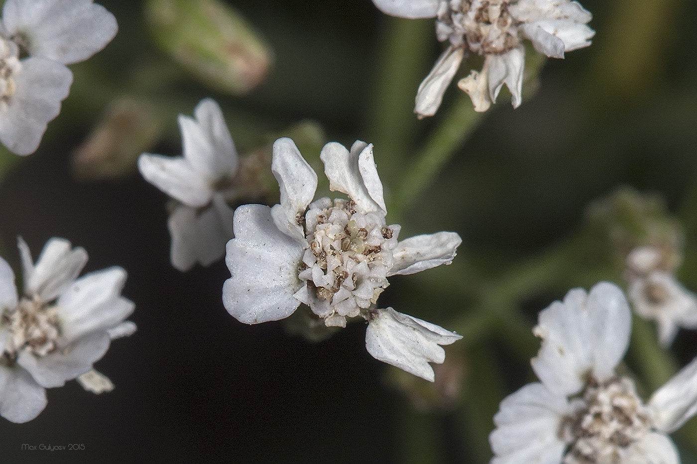 Изображение особи род Achillea.