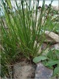 Juncus compressus. Основание побегов. Тверская обл., Ржевский р-н, берег р. Волга, перекат Рождественский. 1 августа 2010 г.