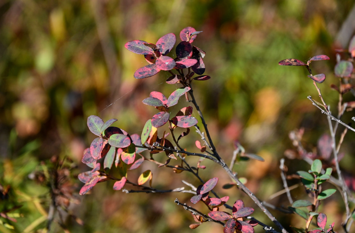 Image of Vaccinium uliginosum specimen.