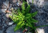 Asplenium sajanense