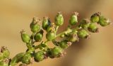 Artemisia littoricola