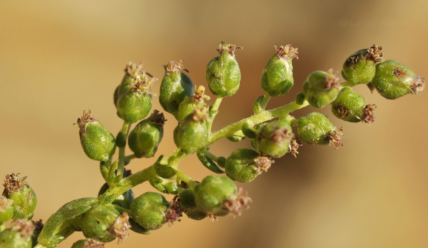 Изображение особи Artemisia littoricola.