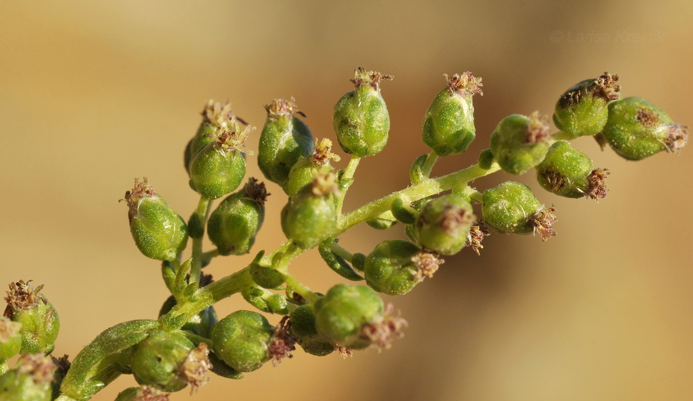 Image of Artemisia littoricola specimen.