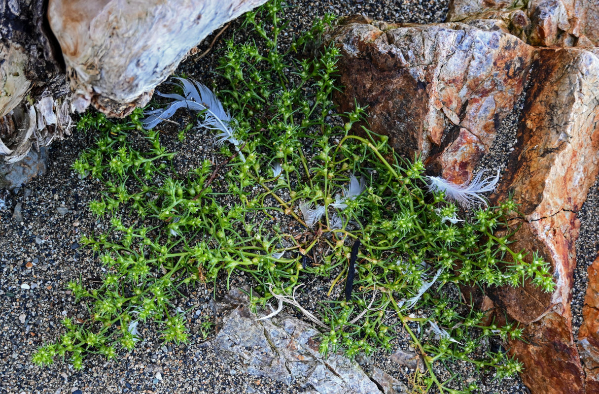 Image of Salsola komarovii specimen.