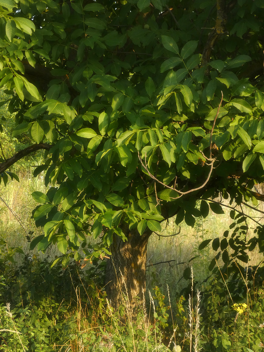Image of Juglans regia specimen.