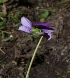 род Viola. Верхушка побега с цветком. Чечня, Шаройский р-н, долина р. Цесиахк, рядом с с. Цеси, опушка леса. 10 августа 2023 г.