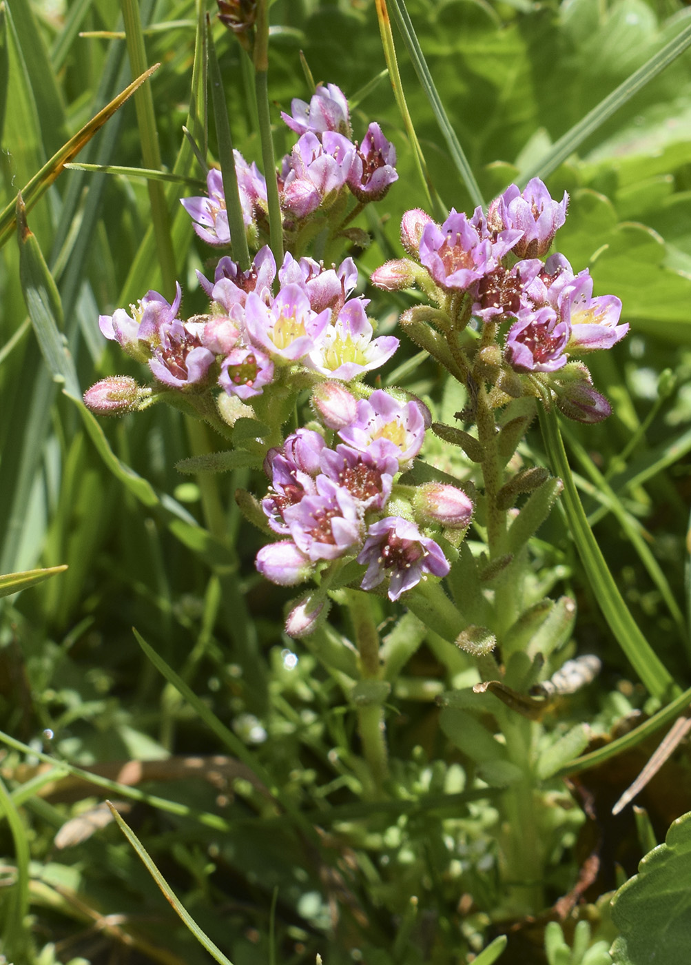 Image of Sedum villosum specimen.