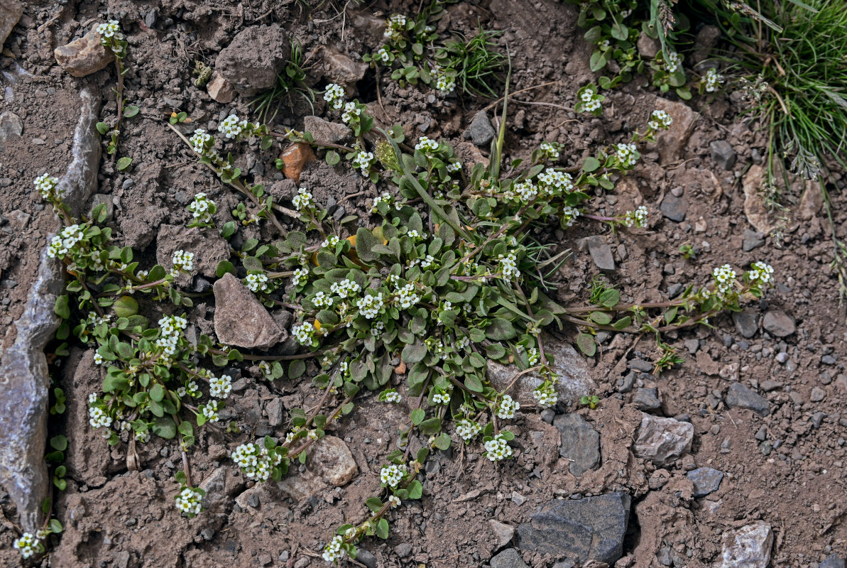 Изображение особи Taphrospermum altaicum.