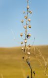 Verbascum phoeniceum. Часть сухого соплодия. Оренбургская обл., Беляевский р-н, Донской сельсовет, Долгие Горы, степной склон. 5 сентября 2023 г.