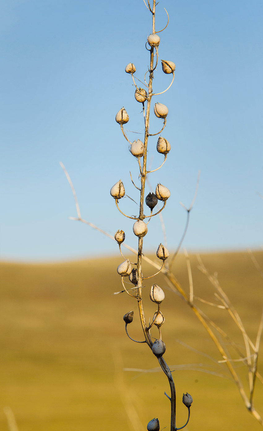 Изображение особи Verbascum phoeniceum.