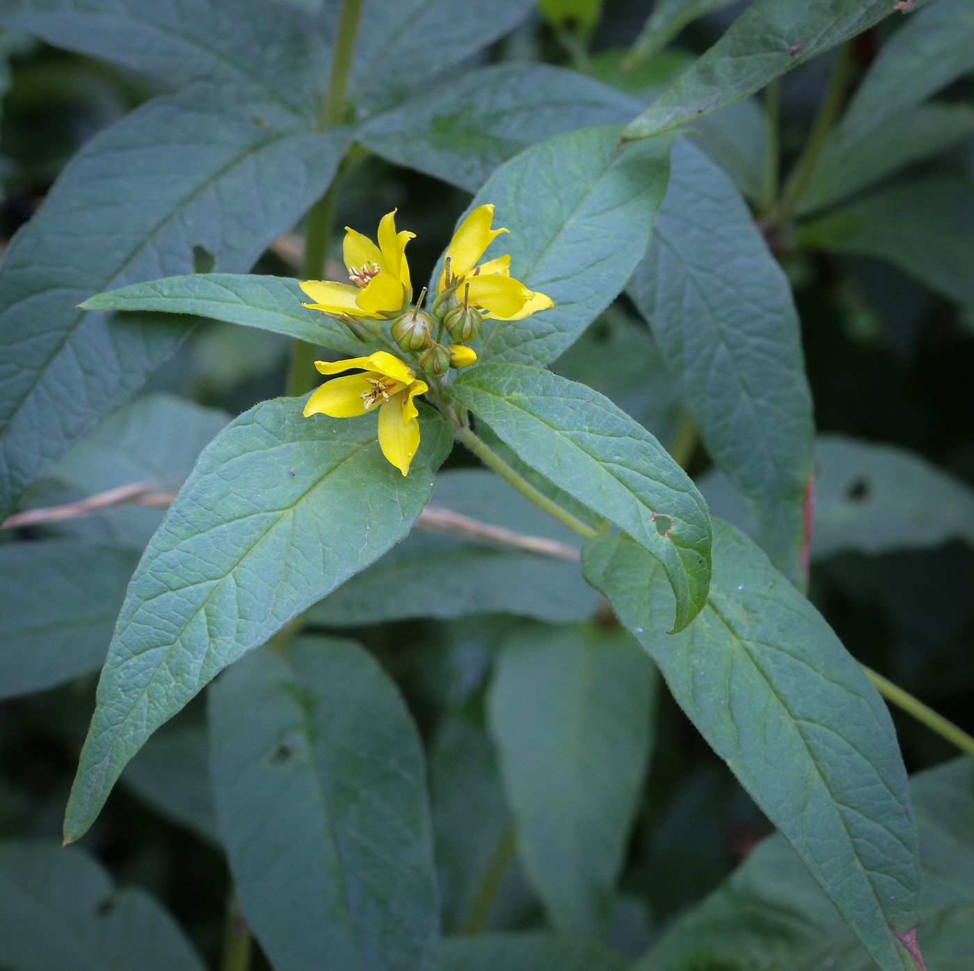 Изображение особи Lysimachia vulgaris.