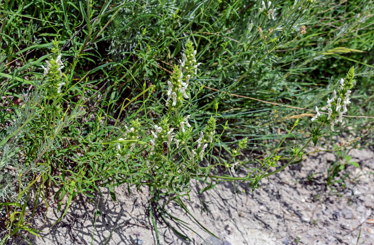 Image of Stachys pubescens specimen.