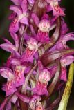 Dactylorhiza incarnata. Часть соцветия. Республика Башкортостан, Дуванский р-н, окр. с. Озеро, восточный участок Озерского болота. 26 июня 2023 г.