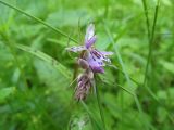 Dactylorhiza fuchsii