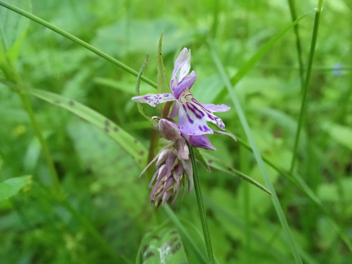 Image of Dactylorhiza fuchsii specimen.