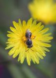 Image of taxon representative. Author is Зоя Эль