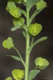 Euphorbia amygdaloides. Часть побега с цветками. Крым, Бахчисарайский р-н, окр. с. Соколиное, берег р. Коккозка, лес (граб восточный, кизил, дуб, бук). 04.04.2024.