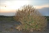Crambe maritima. Плодоносящее растение. Крым, дикий пляж близ г. Саки. 27.06.2009.