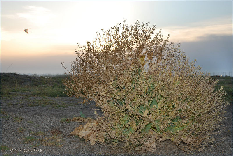 Изображение особи Crambe maritima.