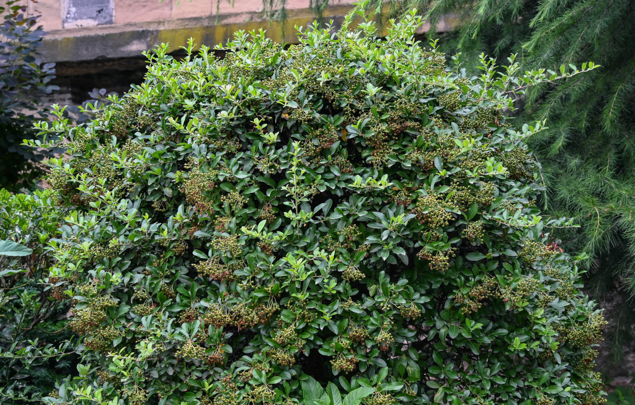 Image of Pyracantha coccinea specimen.