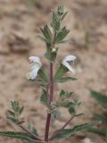 Phlomoides uniflora