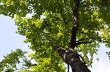 Betula schmidtii. Часть кроны. Приморье, Хасанский р-н, окр. с. Кравцовка, широколиственный лес. 20.06.2024.
