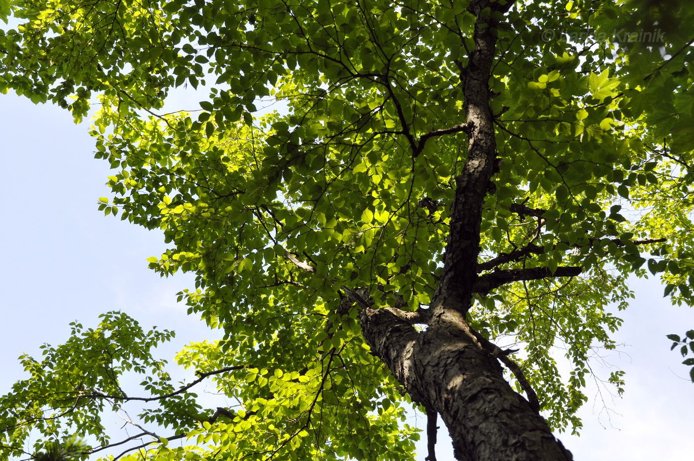 Изображение особи Betula schmidtii.