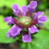 Prunella vulgaris. Соцветие. Приморье, Владивосток, 6 июля 2004 г.