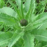 Cirsium helenioides. Верхушка растения с нераспустившимся соцветием. Полярный Урал, верховье р. Лёкъелец. 26.07.2010.