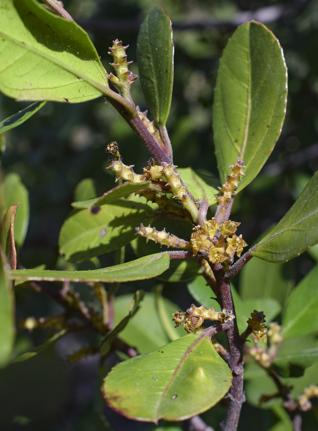Image of Rhamnus alaternus specimen.