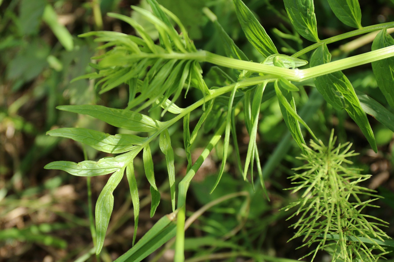 Image of Valeriana officinalis specimen.
