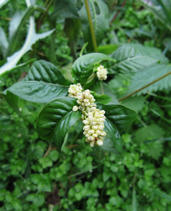 Image of Persicaria lapathifolia specimen.