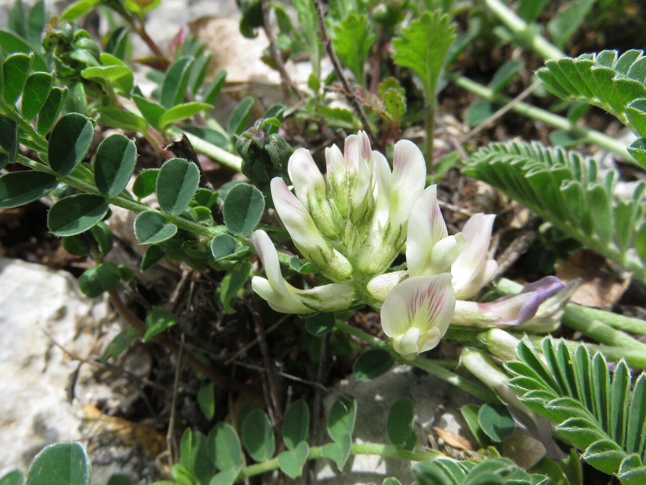 Изображение особи Astragalus depressus.