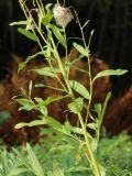 Cirsium arvense