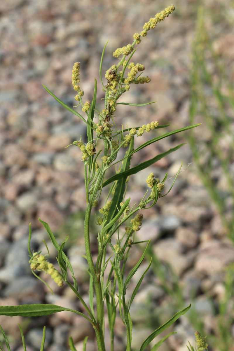 Изображение особи Atriplex littoralis.