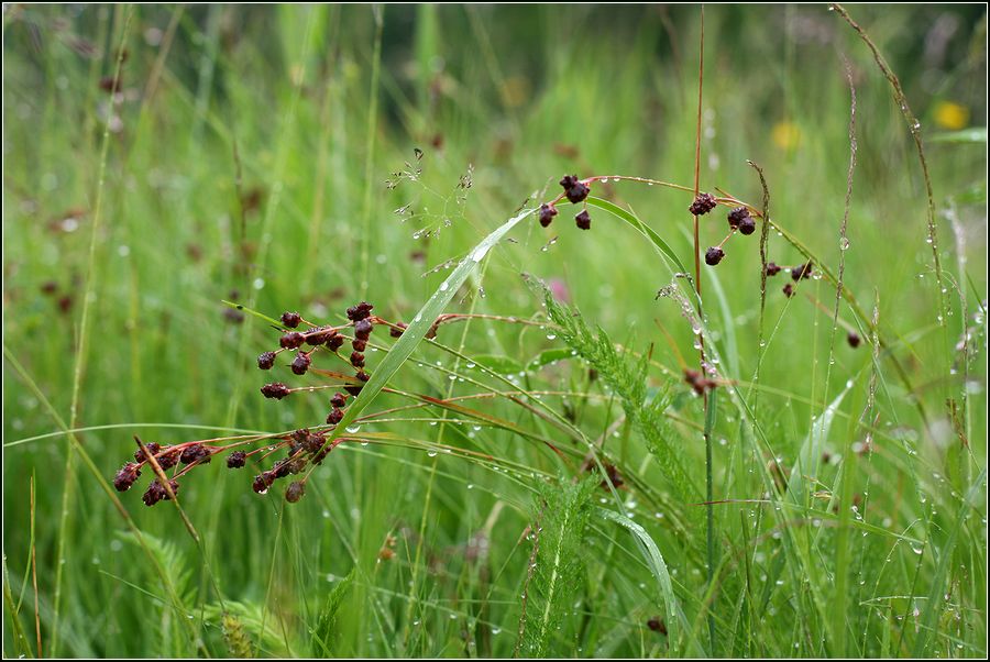 Image of Luzula multiflora specimen.