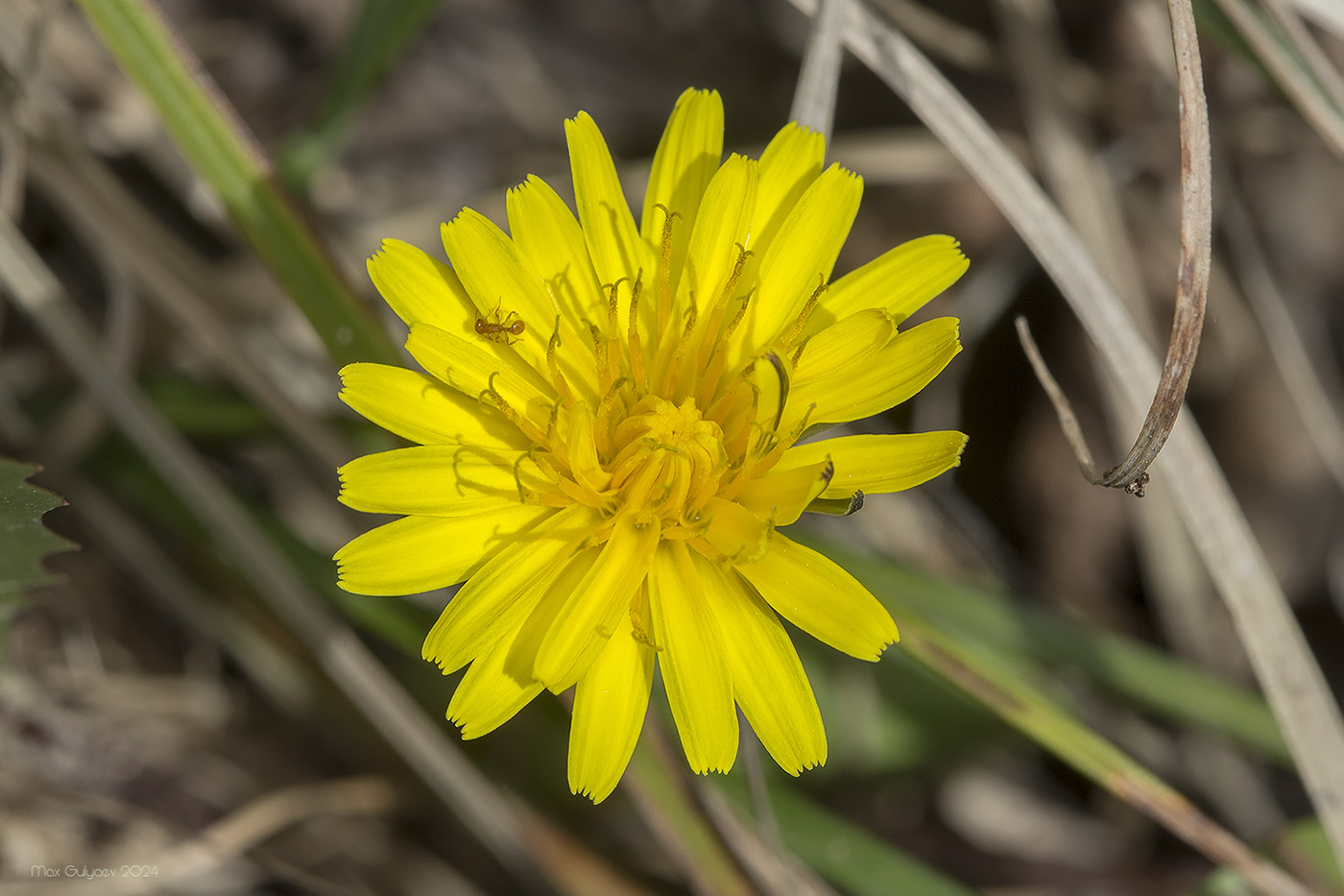 Изображение особи Taraxacum thracicum.