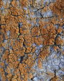 Calogaya ferrugineoides