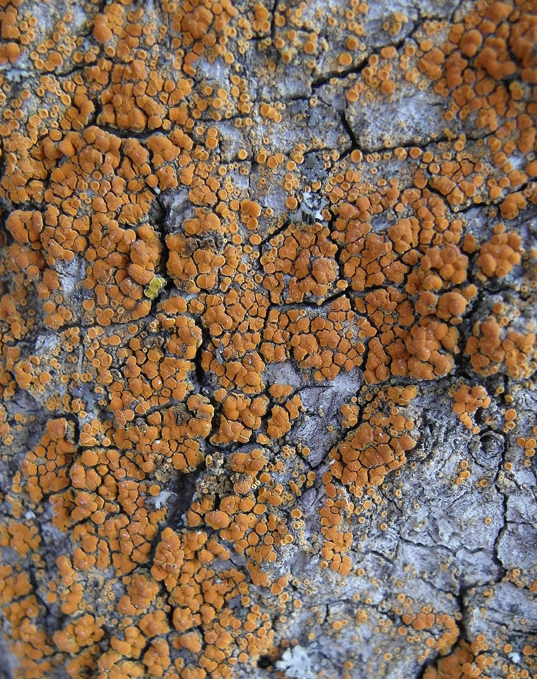 Image of Calogaya ferrugineoides specimen.