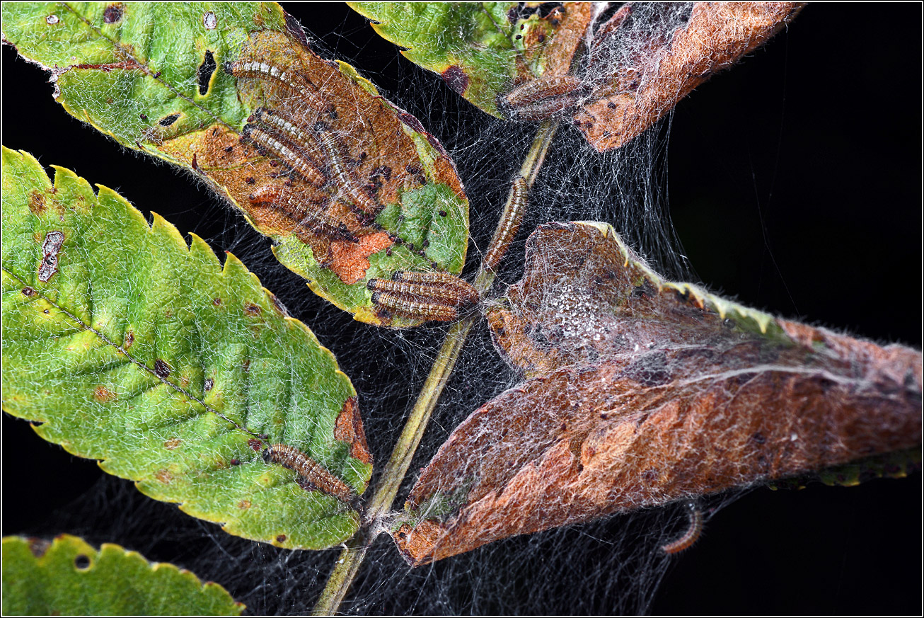 Image of Sorbus aucuparia specimen.