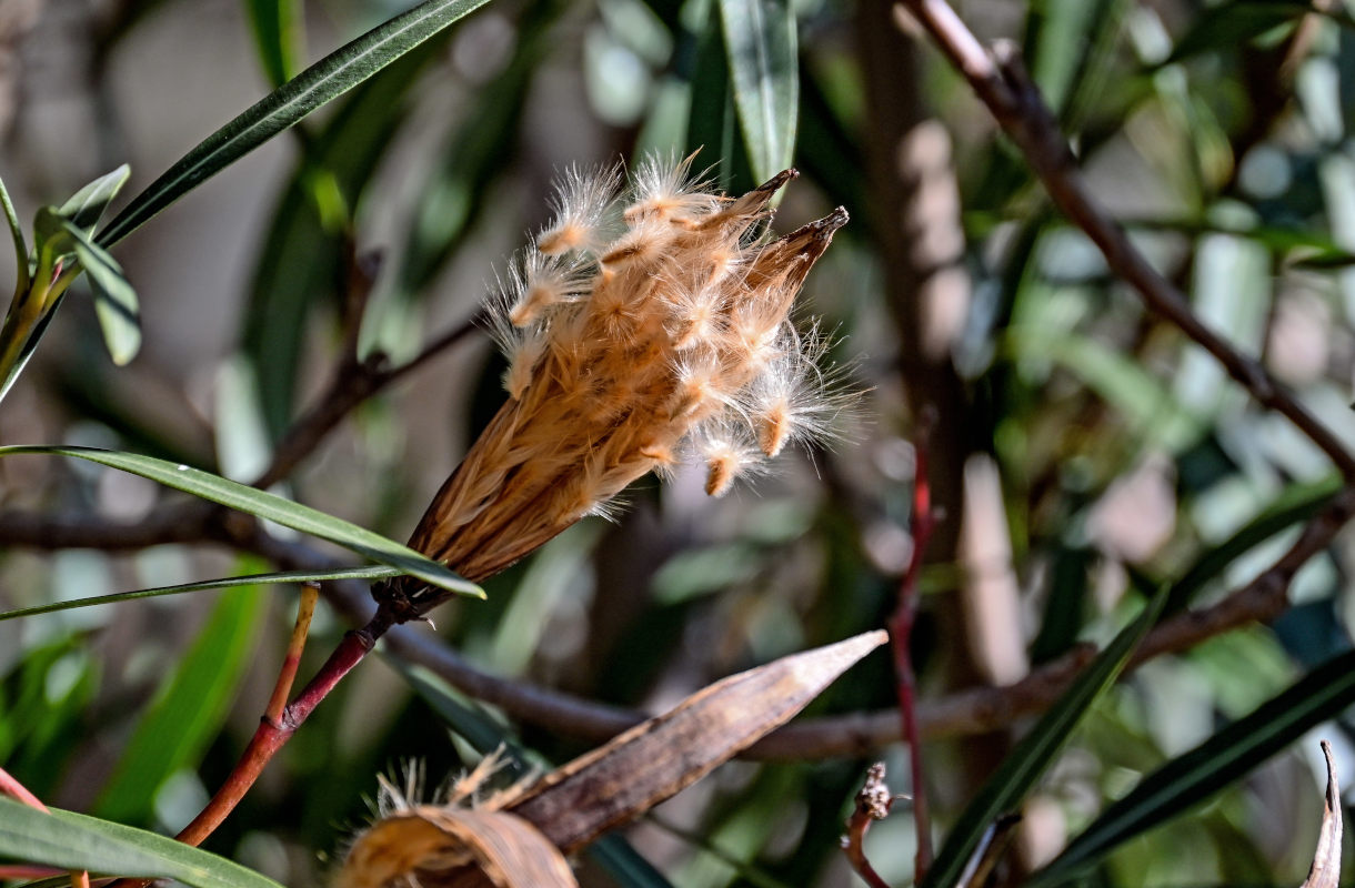 Image of Nerium oleander specimen.